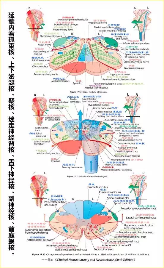 脑干解剖:颅神经和颅神经核的功能大全_运动