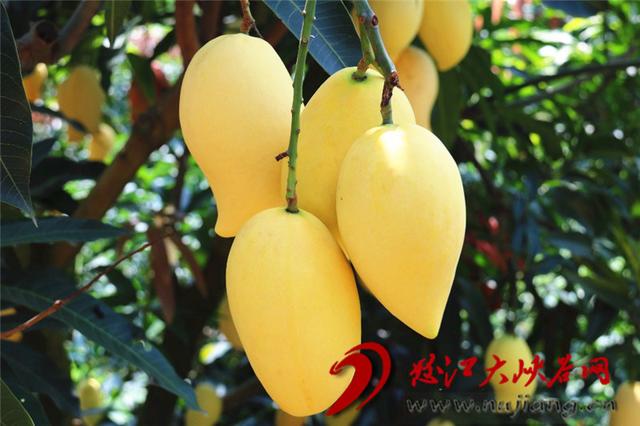 鹰嘴芒果香飘万里