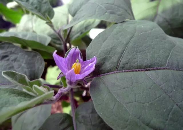 1乃茄子种植过程中的观赏性茄子的种植成长过程