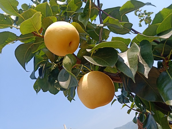 方城黄金梨:产业跑出加速度 拓宽农民增收路