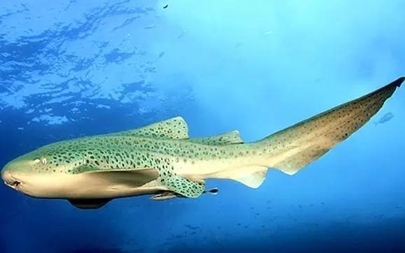 豹纹鲨原来你是这样的一只鲨鱼