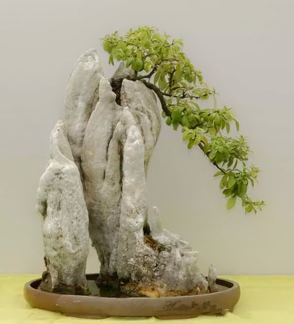 鉴赏漂亮的附石盆景令人爱不忍释