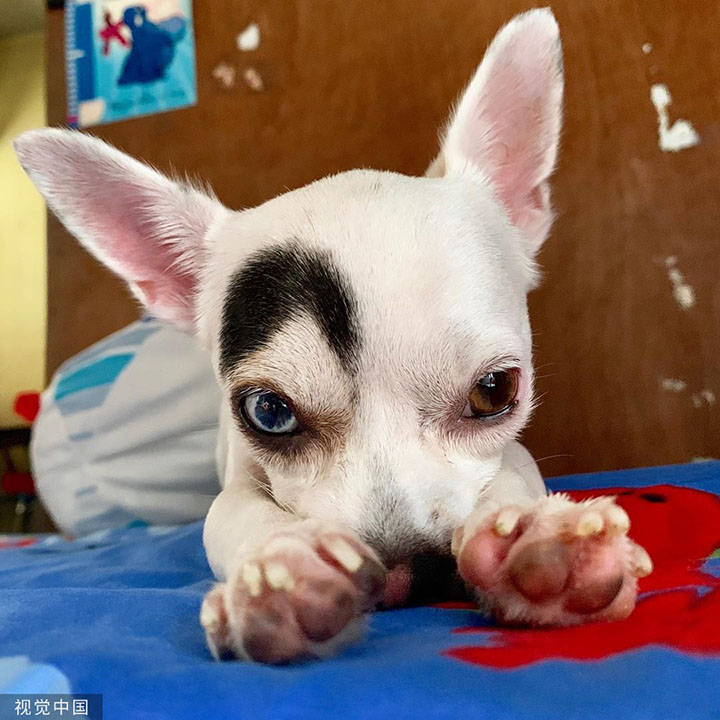 泰国"阴阳脸"吉娃娃成网红