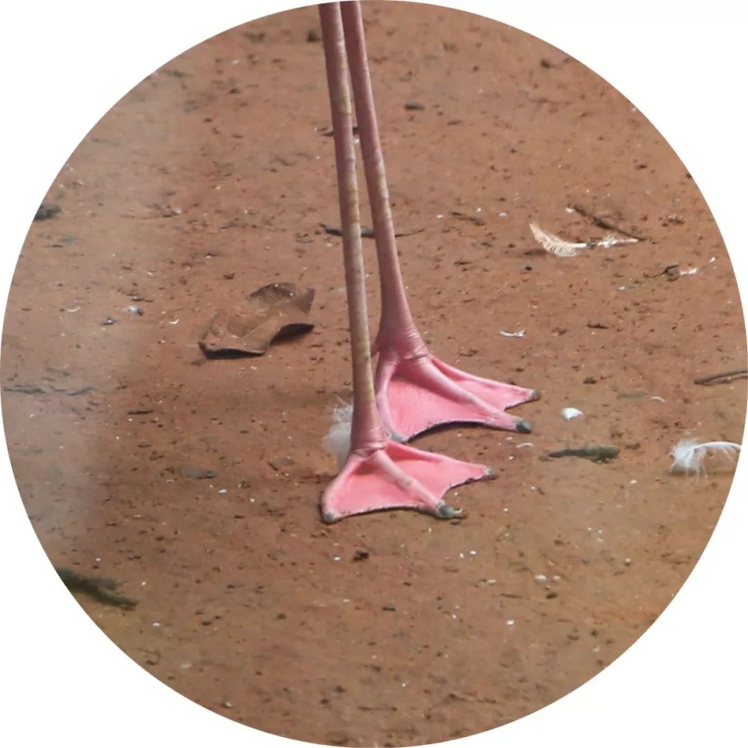 网红火烈鸟凭啥这么红