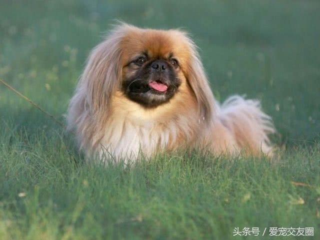 優雅精緻的中國古老玩賞犬宮廷獅子狗北京犬