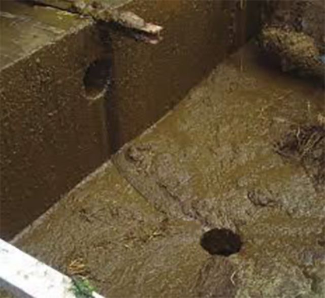 非洲瘟猪病毒在粪便中存活持久(超过30天)所以粪便是传染源,当粪池满