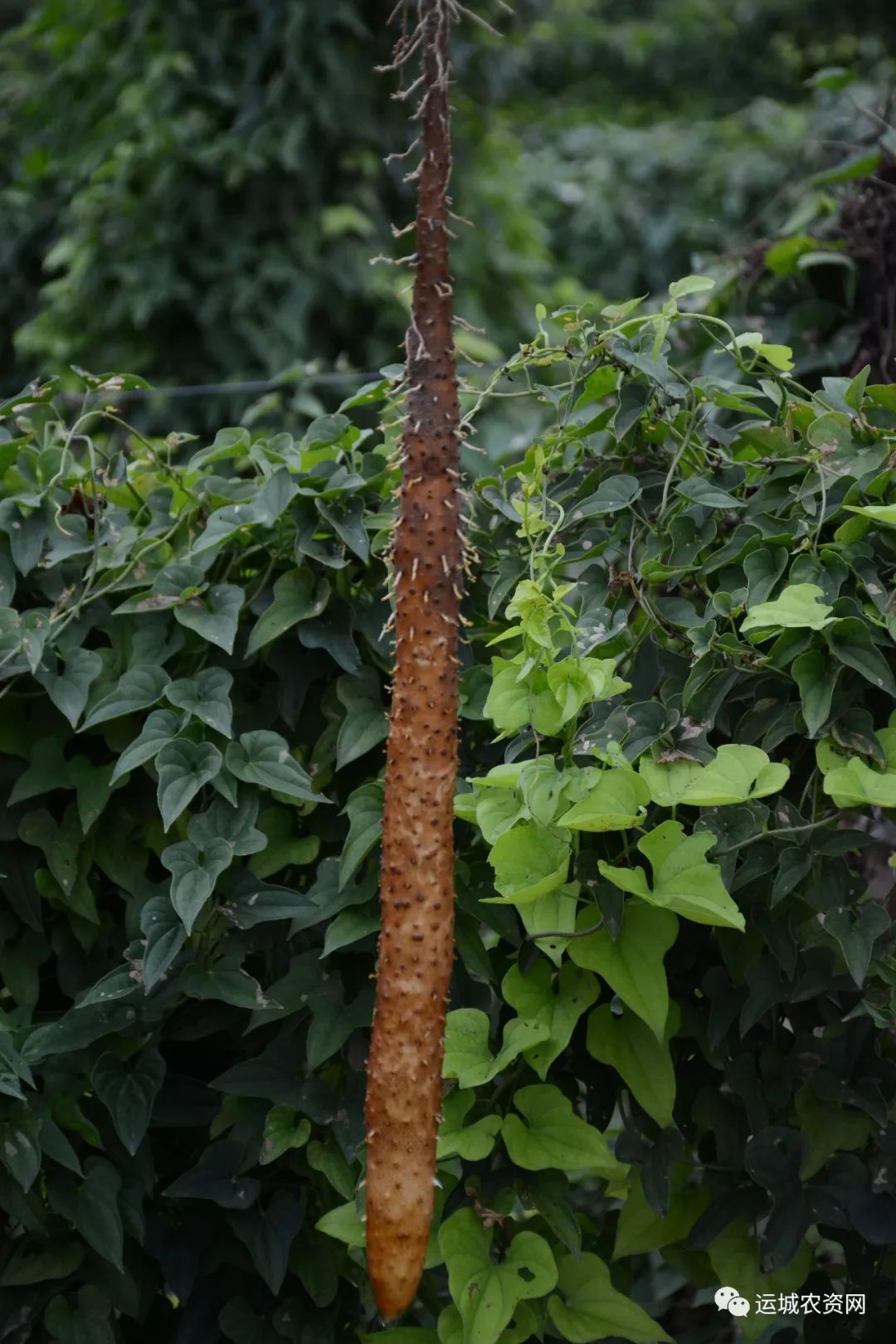 火烧头山药的起死回生路内附视频