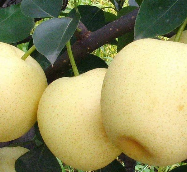 方城黄金梨:产业跑出加速度 拓宽农民增收路