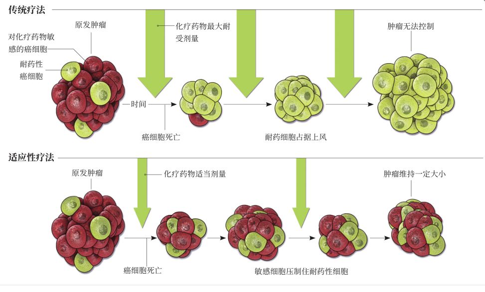 来自演化论的抗癌全新思路不要杀光所有癌细胞取得了令人满意的效果