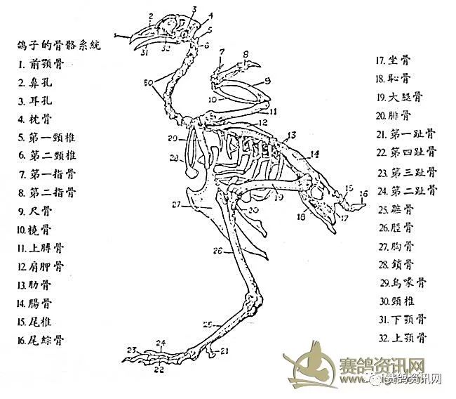 【信鸽小知识】骨骼系统