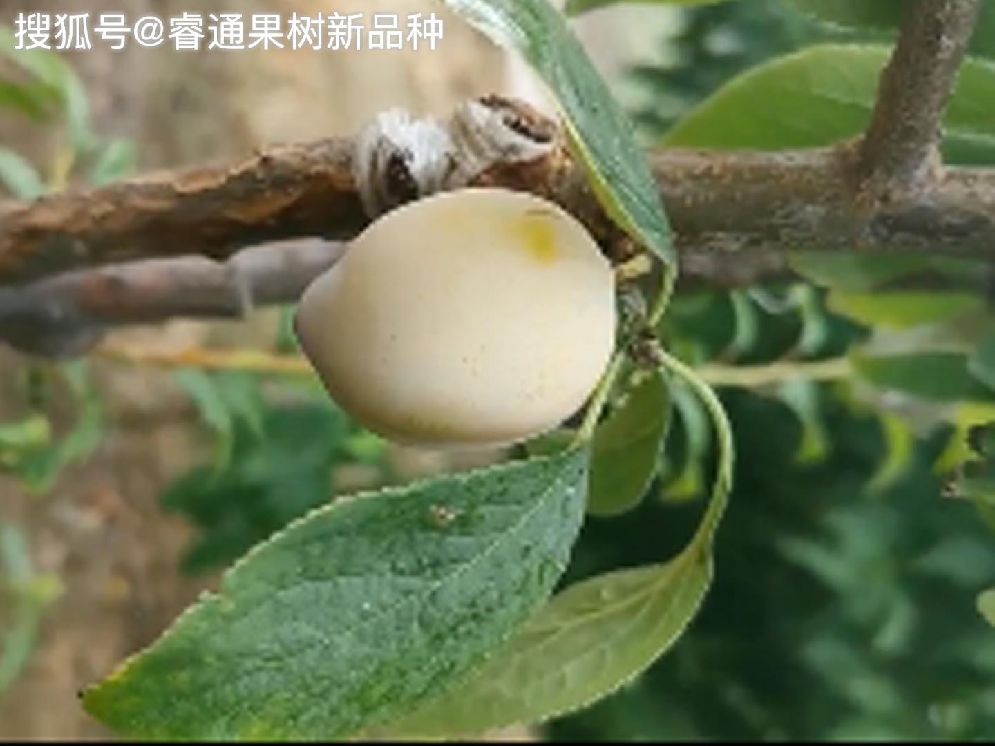 看叶片来分辨黄金西梅李子苗植物性状