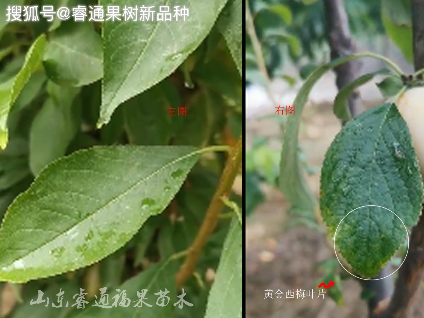 看叶片来分辨黄金西梅李子苗植物性状