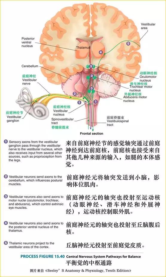 脑干解剖:颅神经和颅神经核的功能大全_运动