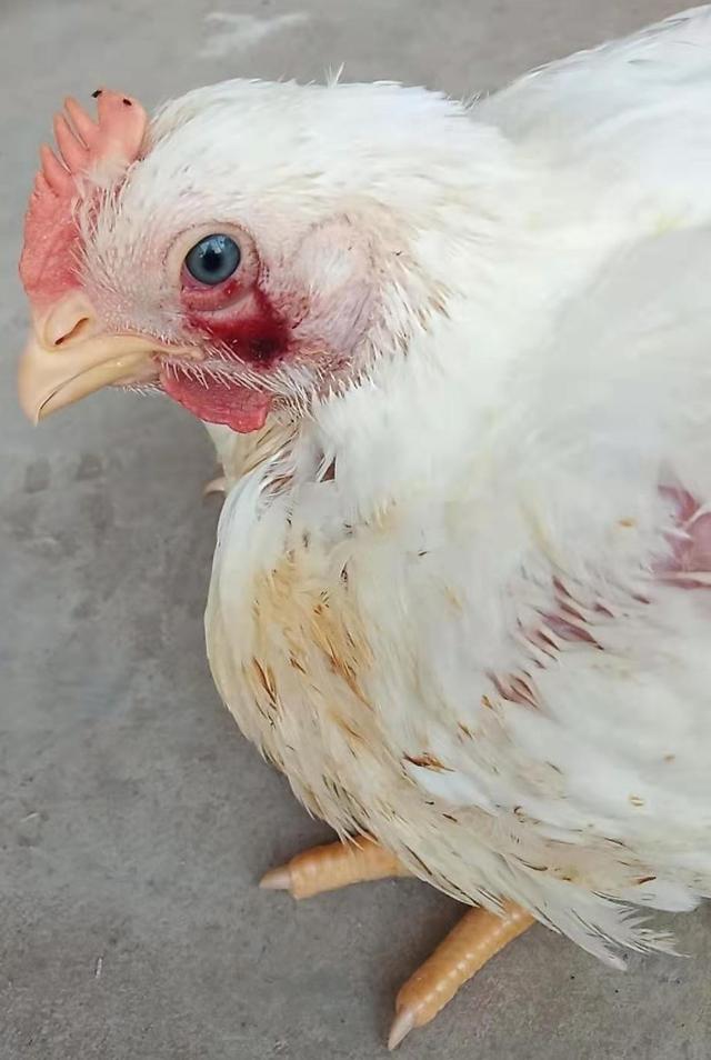 为什么鸡笼里会出现啄眼睛的鸡啄癖主要原因有哪些