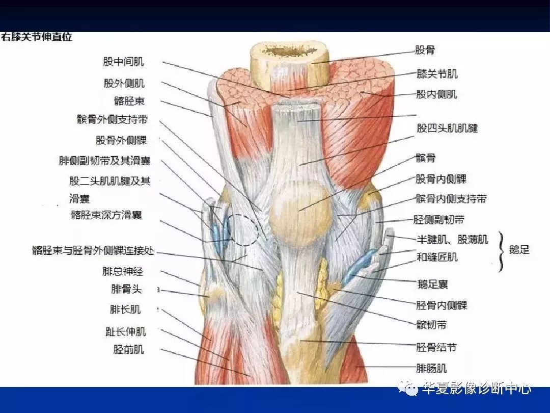 膝关节的构造图解图片