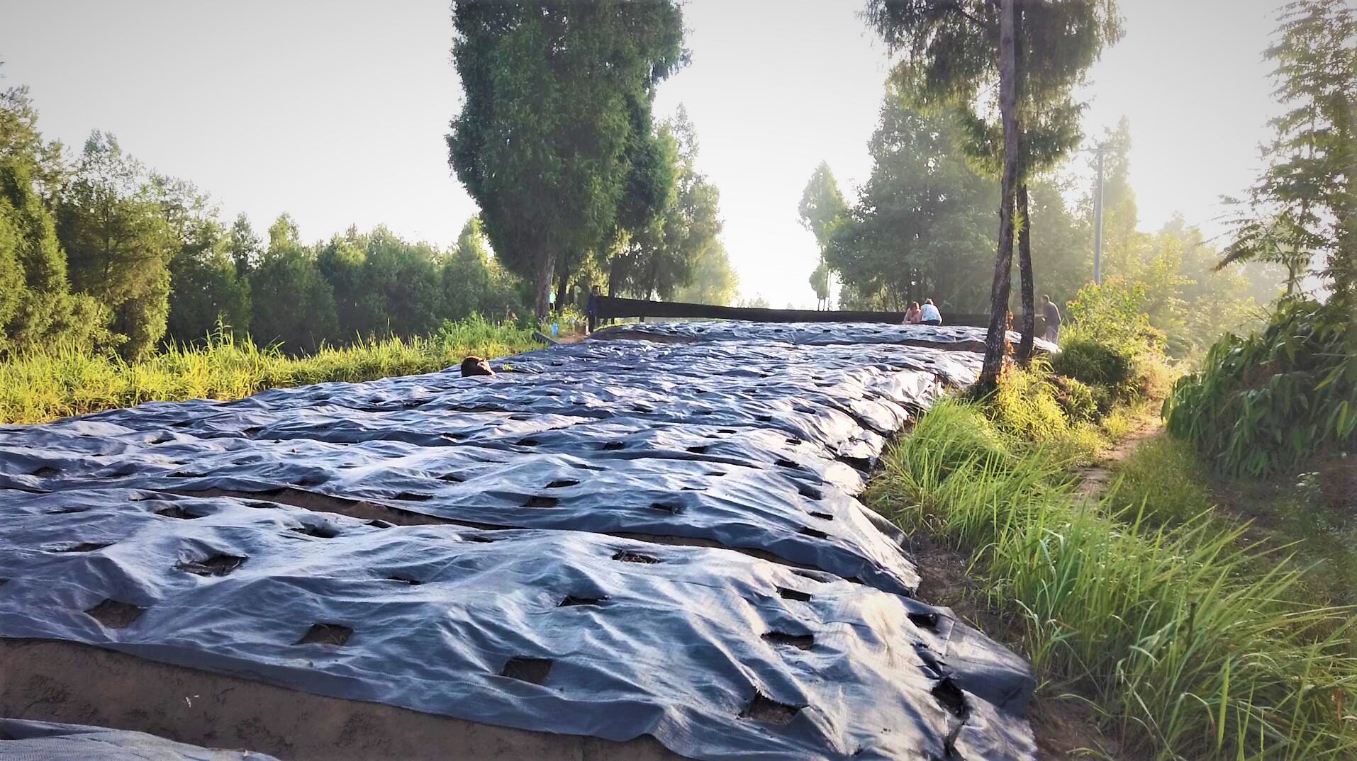 如何更好的使用防草布刚哥在萝卜地里继续探索最终效果值得期待