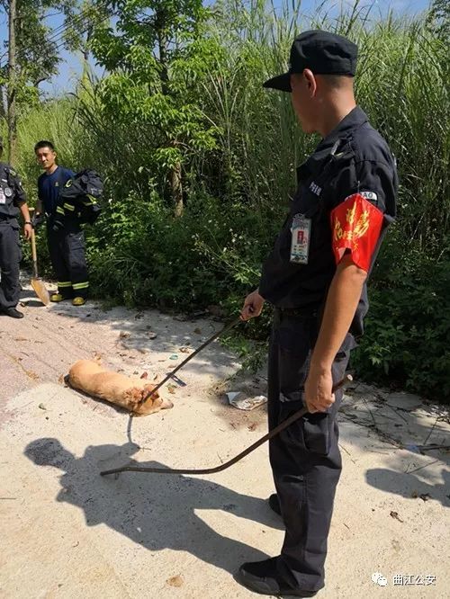 著實讓人捏一把汗稱目睹了瘋狗咬人網友發楚來視頻和照片刷屏曲江歡樂