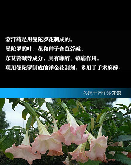 蒙汗药是用曼陀罗花制成的据我猜测,是为了推广汰渍洗衣液会卖乖也是