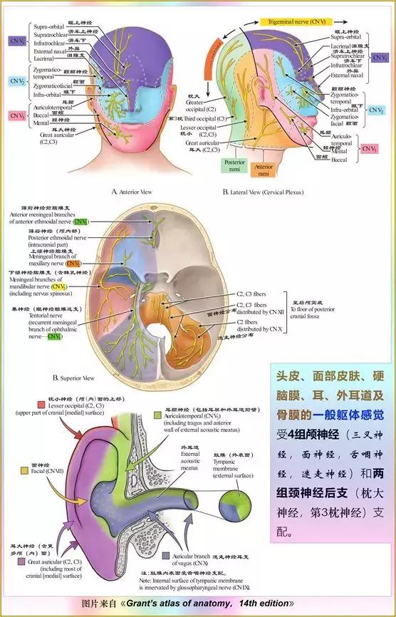 脑干解剖:颅神经和颅神经核的功能大全_运动