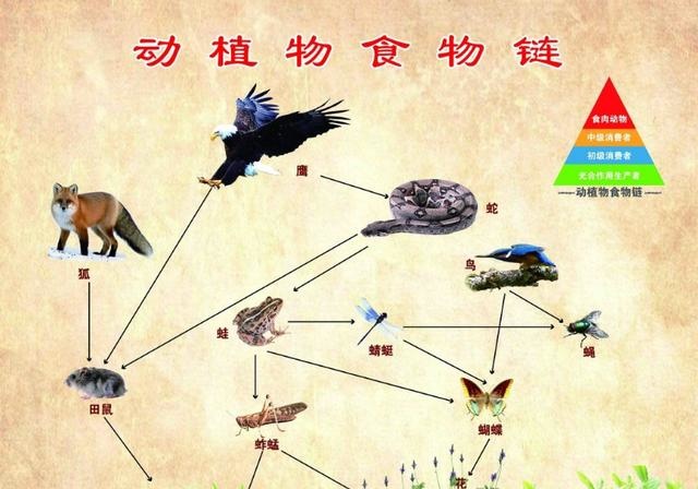 原创站在食物链顶端的人类,曾经历两次生物进化断层