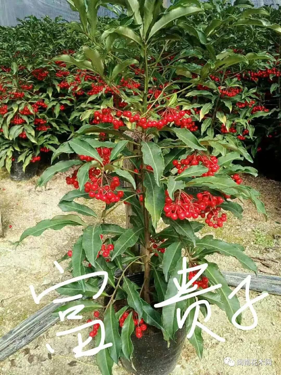各类规格茶花古树桩绿化地被苗等