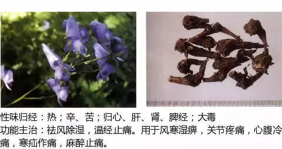 别名:乌头,独白草,土附子草乌别名:木瓜实,铁脚梨木瓜别名:鹅儿花