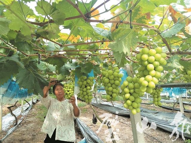 葡萄品质好 客商来包销——订单销售助璧山果农方进鑫增收小记_种植户