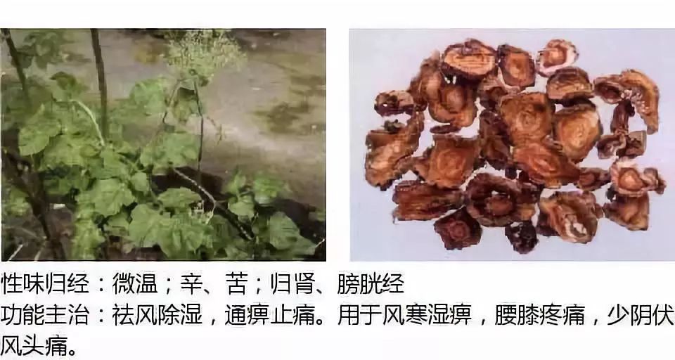 乌头,独白草,土附子草乌别名:木瓜实,铁脚梨木瓜别名:鹅儿花,五毒,铁