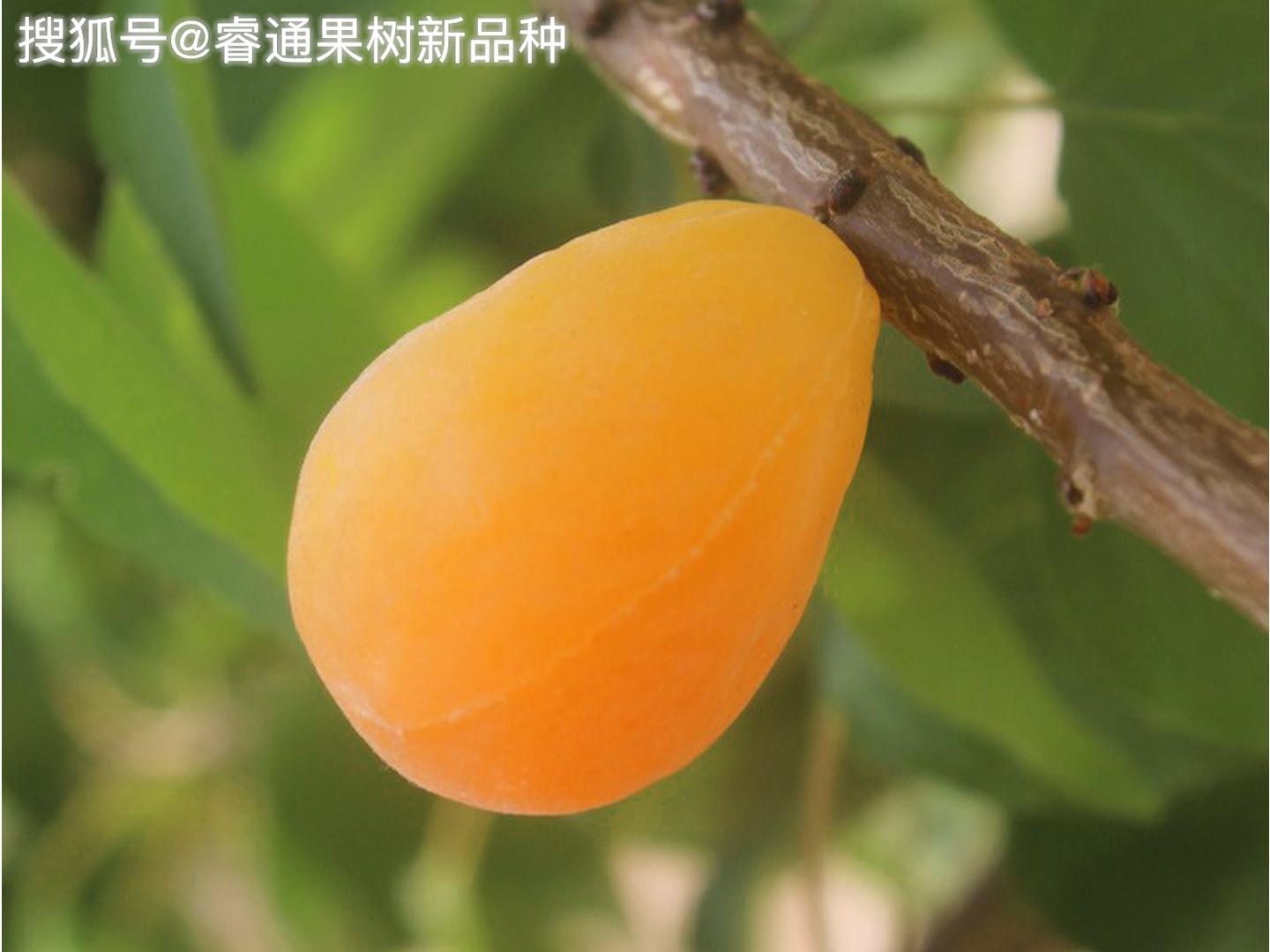 看叶片来分辨黄金西梅李子苗植物性状