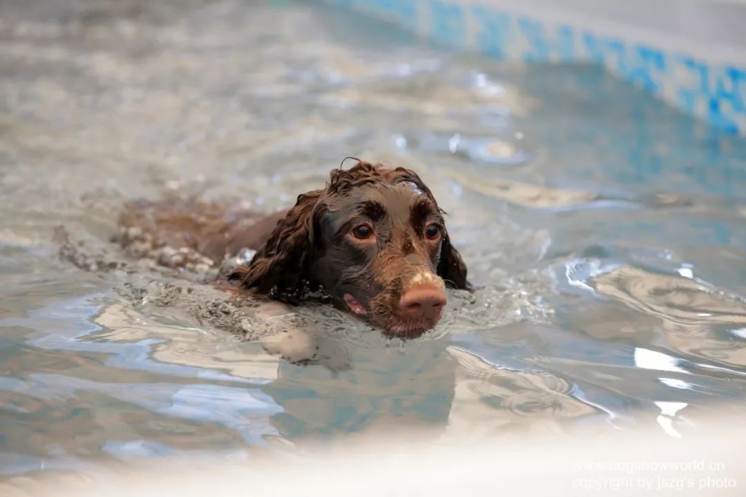 狗狗化身跳水冠军,纵身一跃惊呆了众人
