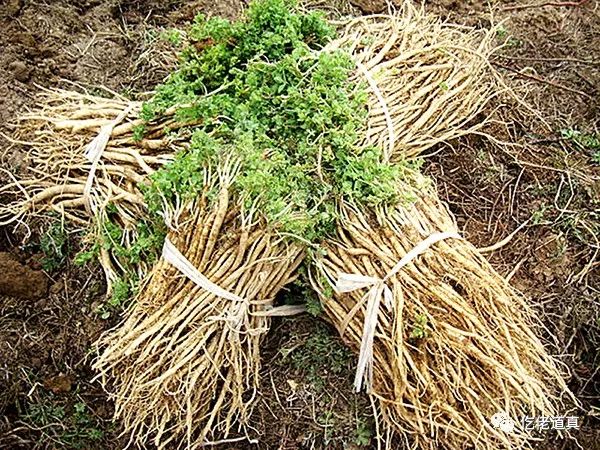 "黔北药库"百草香 ——道真打造黔北中药材产业大县纪实