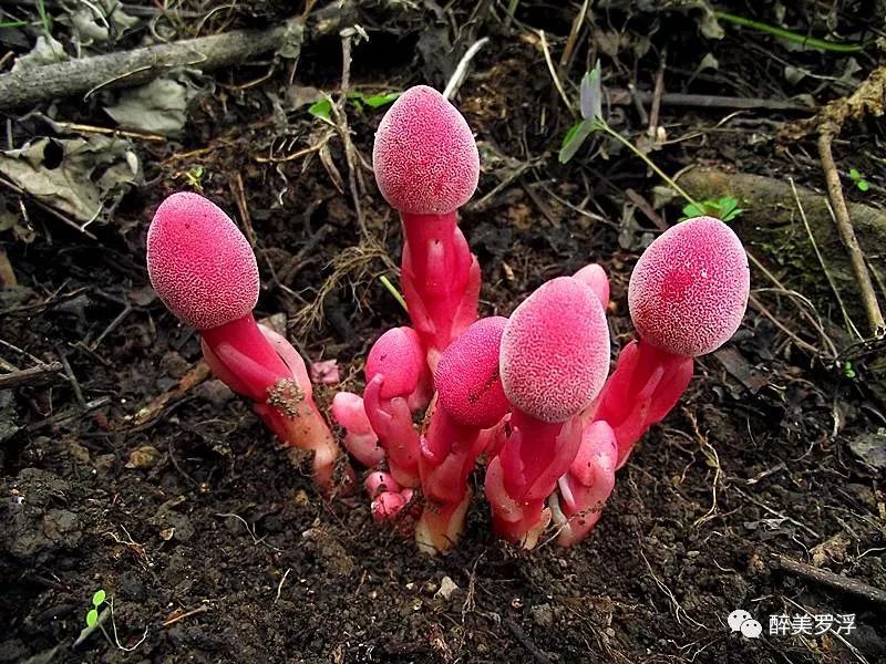 南药宝地┃罗浮山漫山宝贝你了解的有几多