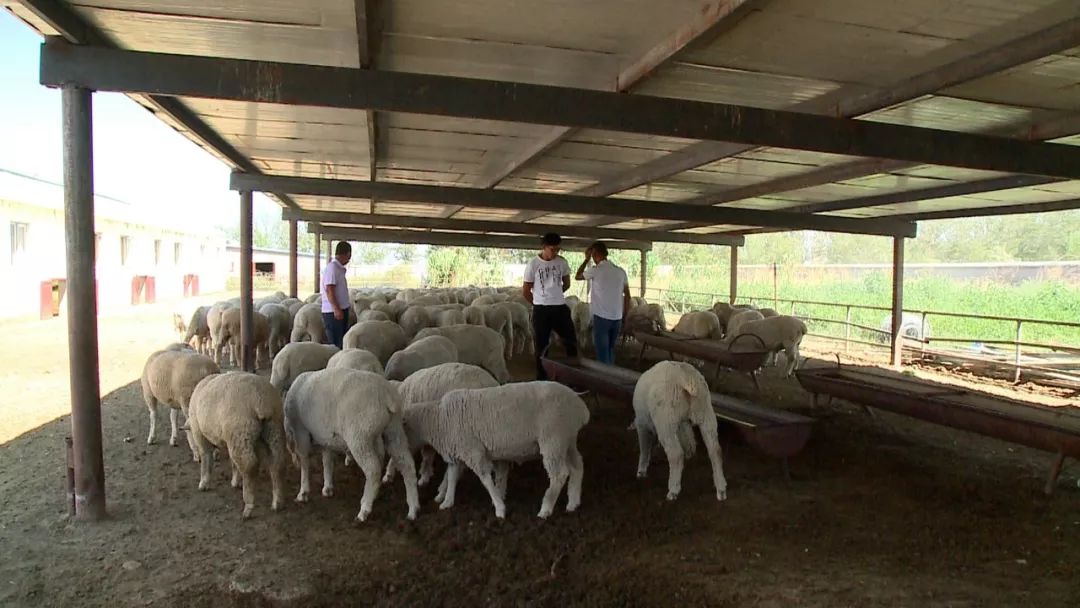 奇臺縣提速肉羊品種改良_養殖戶