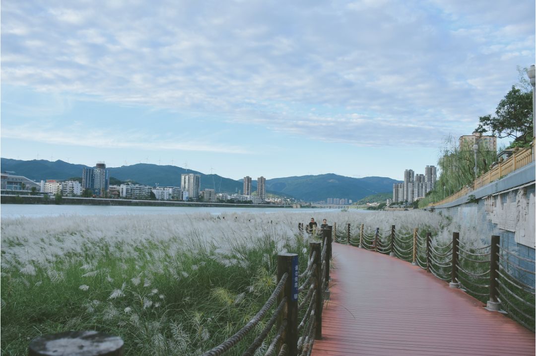 【强烈安利】悄悄藏在芦苇荡里的那片仙境!简直美翻了