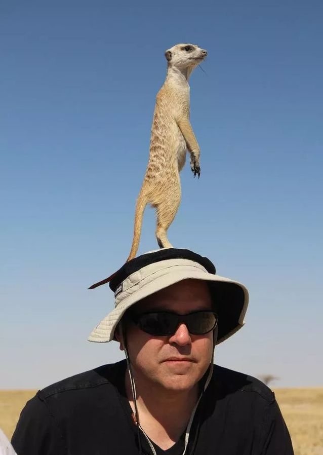 狐獴来自快乐星球的呆萌小戏精