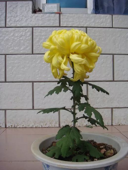 每日一花独本菊每盆一株每株一花