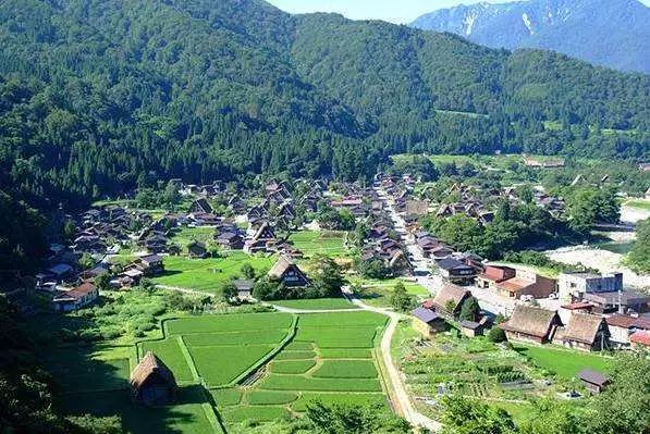 日本一村子花三十年，把柚子卖向了世界各地！_马路村