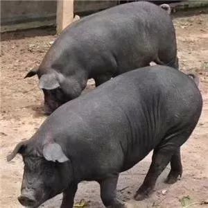 所以,在肉质安全这一块待肉品品质检验合格,方可配送至门店合格后由