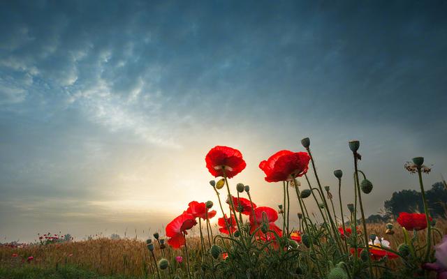狮子座真的喜欢一个人,会有这几个表现_戒备心