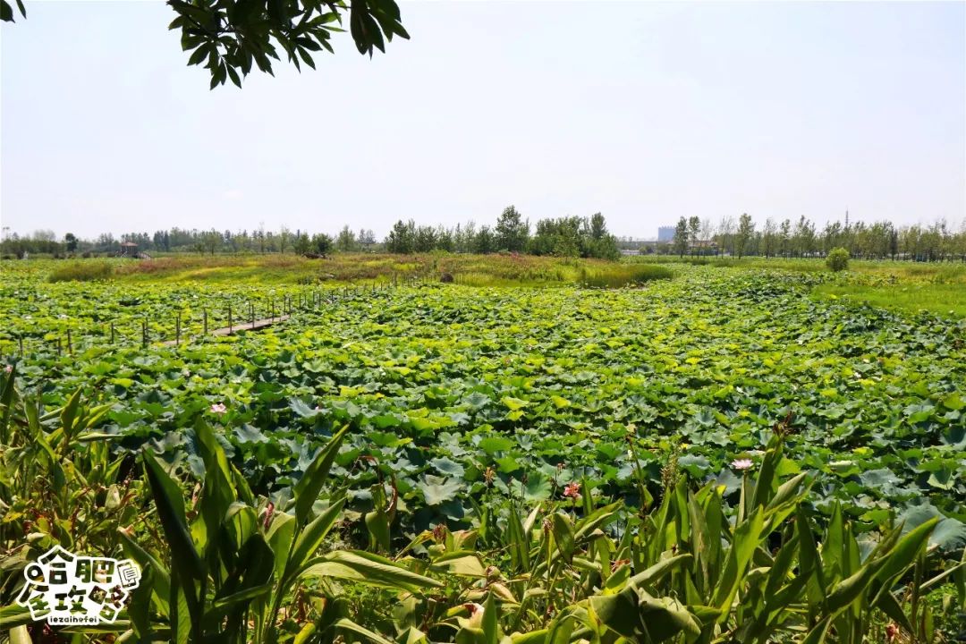 值肥東超美溼地公園只花一個小時就能與2500多隻鳥類親密接觸