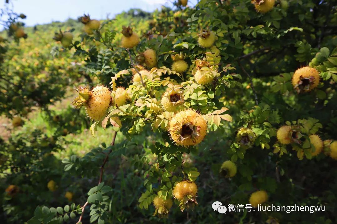 流长苗族乡首届刺梨采收节8月31日开幕精彩内容抢先看