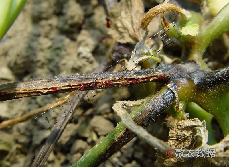 早防甜瓜两种病害!