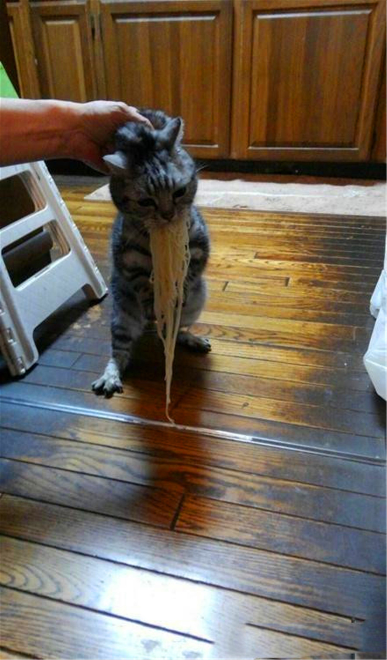 主人刚下了碗面条,就被猫咪偷吃了,被抓时还急着销毁证据