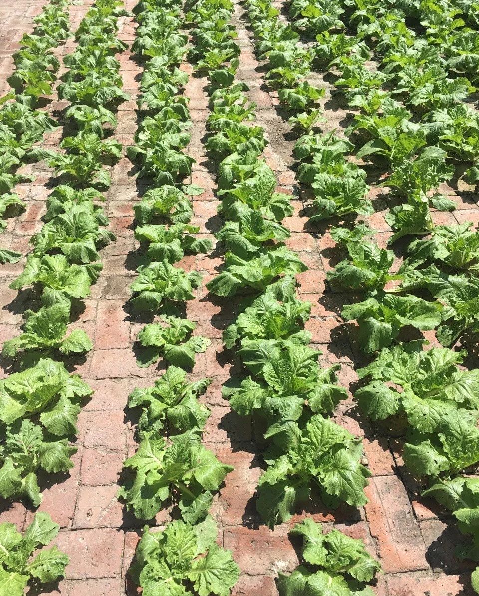 在砖缝里种菜,一手掰出个大白菜,大写的牛!
