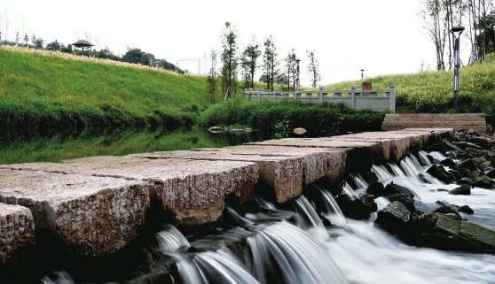 原创重庆华岩镇跳磴河草海湾百亩蒲苇花开