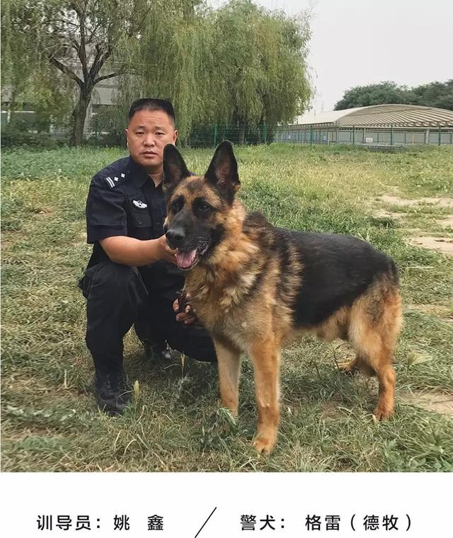 "公交七小汪"来袭! 内心瞬间被萌化