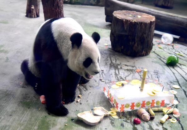 臺北動物園為大熊貓團團圓圓慶生