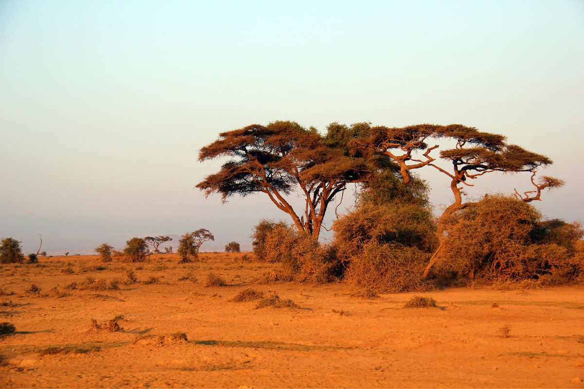 12 广阔的非洲大地,是众多动植物生存繁衍的地方,也是世界最大的草原