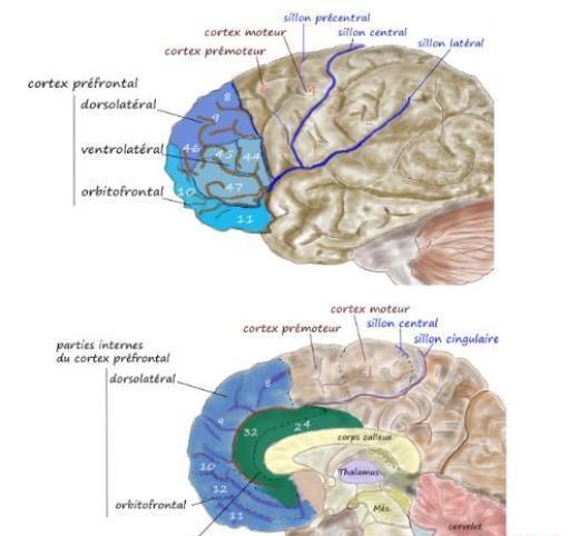 与成瘾有关的神经功能核团上海交通大学医学院附属仁济医院放射科主任