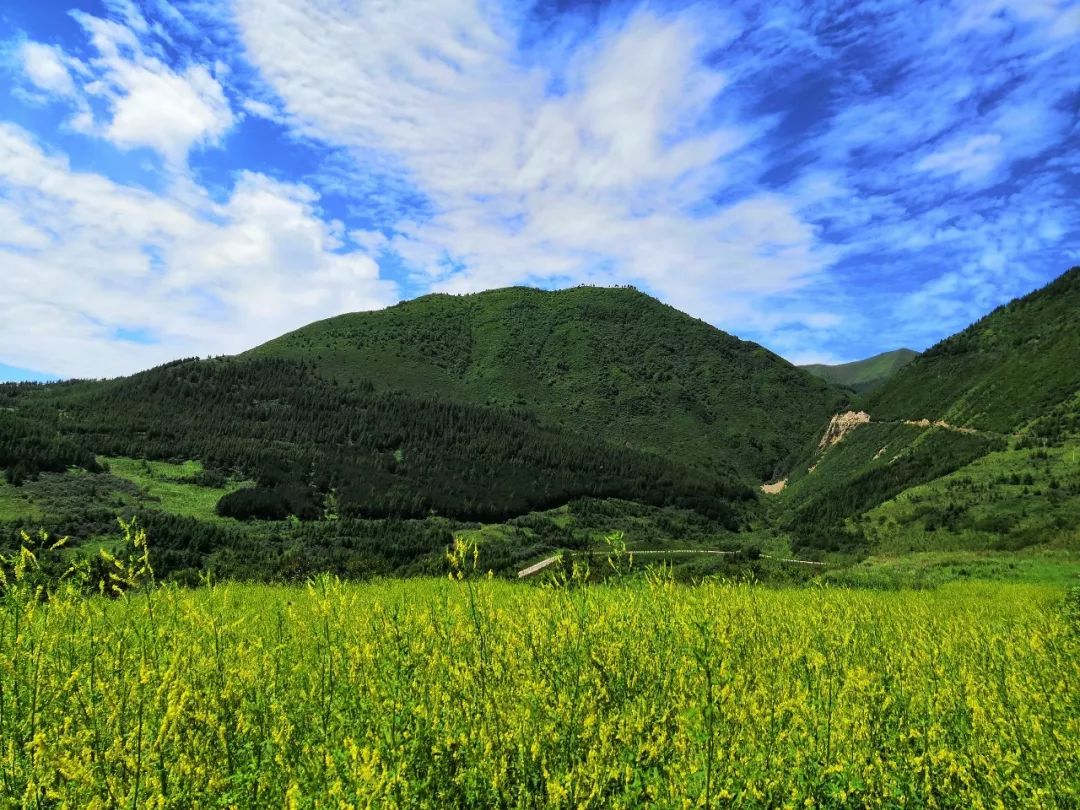 2019年7月13日d-82作品名称:泾水欢歌(组照)拍摄地点:六盘山国家森林